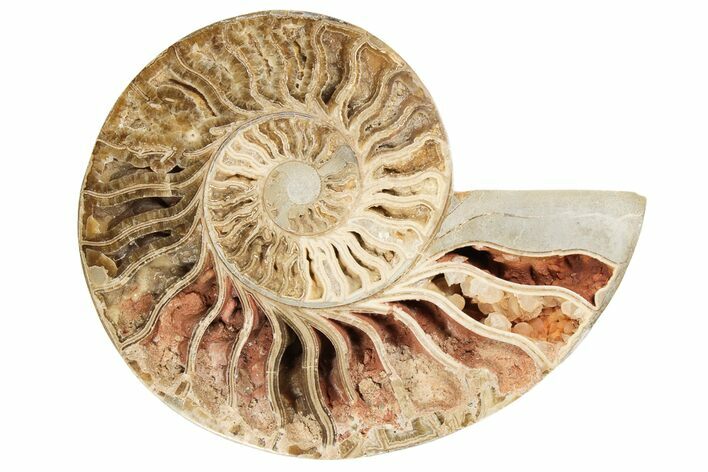 Choffaticeras (Daisy Flower) Ammonite Half - Madagascar #191241